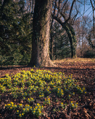 Obraz premium Nice yellow flowers in the botanical garden