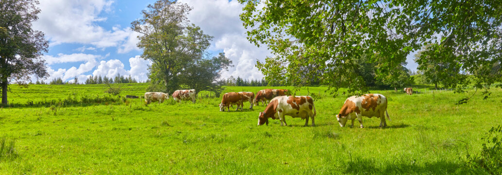 Grasende Kuhherde in Oberbayern, Deutschland.
