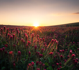 Naklejka premium Red Crimson Clover Blossoms - Trifolium incarnatum on a field