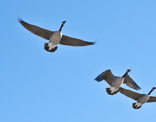 Canada Geese Flying