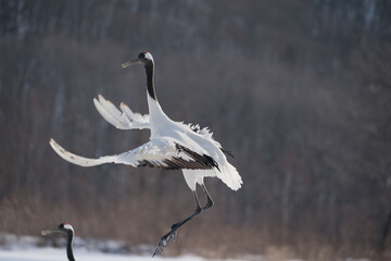 The red-crowned crane (Grus japonensis)
