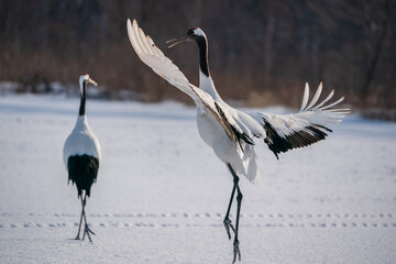 The red-crowned crane (Grus japonensis) © Johannes Jensås