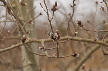Close up of pussy willows budding out