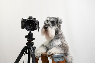Humorous concept of schnauzer being a photographer.  Salt and pepper dog up on a step ladder with a camera on tripod. 