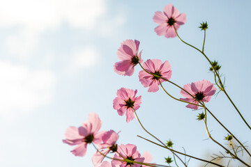 Pink cosmos flowers against blue sky