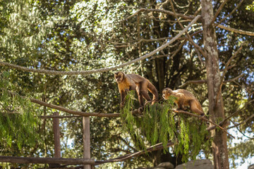 Obraz premium caraya and capuchins monkeys preservation sanctuary