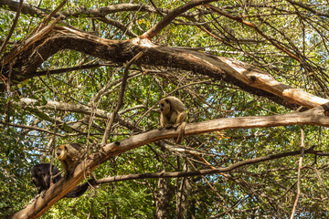 caraya and capuchins monkeys preservation sanctuary