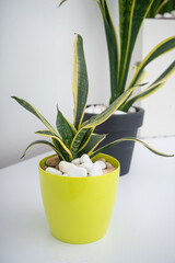 Bright pot of sansevieria. Home Decorations