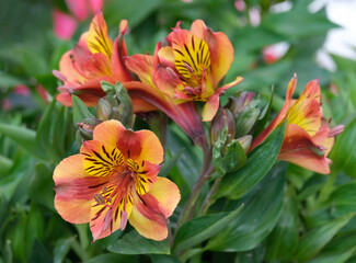 Fototapeta premium Flowering Alstroemeria or Peruvian lilies or Inca lilies
