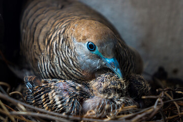 Birds and nest.Mother bird care birds.