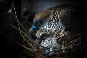 Birds and nest.Mother bird care birds.
