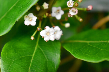Selective focus of small white flowers with green leaves of The viburnum tinus french white in garden in UK. Green nature blurred background.