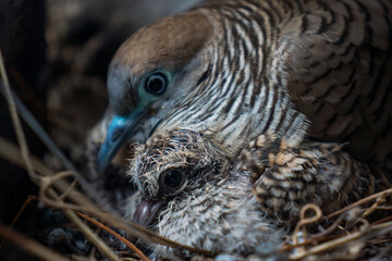 Birds and nest.Mother bird care birds.