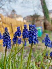 Muscari Flower in a garden in Scotland