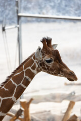 A reticulated giraffe searches for food. They mostly eat leaves with high nutritional value such as acacia.