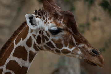 A reticulated giraffe searches for food. They mostly eat leaves with high nutritional value such as acacia.