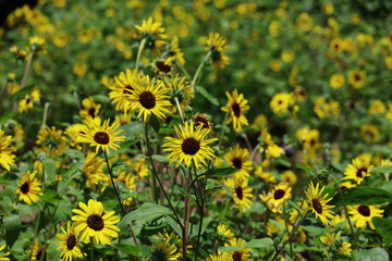 Scenery where many sunflowers are in bloom