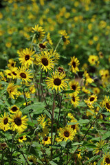 Scenery where many sunflowers are in bloom