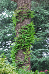 Un rampicante avvolge il tronco di un albero.