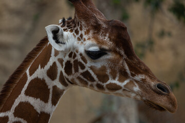 A closeup of a giraffe, one of the tallest and most beautiful creatures on planet earth. It is also called Giraffa reticulata.