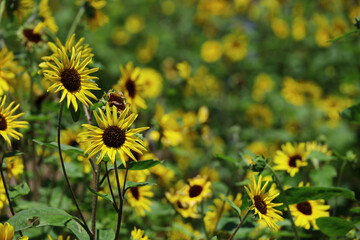 Scenery where many sunflowers are in bloom
