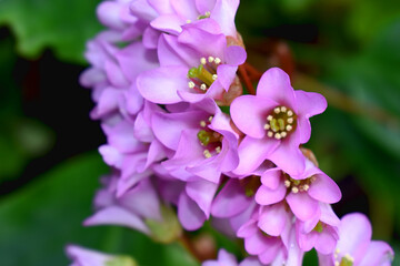 Beautiful Pink Bergenia flowers blooming on green nature  blurred background. Beautiful spring flowering in graden in UK.