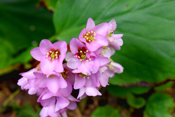 Beautiful bunch of Pink Bergenia flowers blooming  with green leaves on nature  blurred background. Beautiful spring flowering in graden in UK.