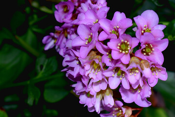 Close-up of Pink Bergenia flowers blooming on dark nature background. Spring flowering plants UK.