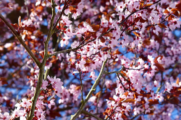 Full frame of Pink cherry blossom blooming in  on nature blurred background. Flowering spring season in UK.