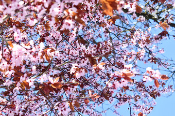 Full frame of Pink cherry blossom blooming in  on blue sky background. Flowering spring season in UK.