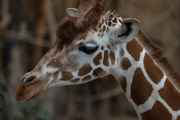 What a beautiful animal this big giraffe is. A perfect portrait of a reticulated giraffe which is mostly found in western Africa and is becoming more and more endangered.