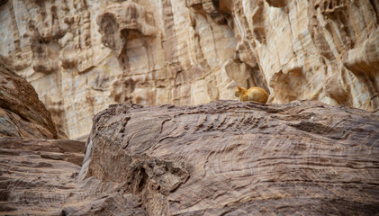 Fototapeta na wymiar Cat living in Petra Jordan