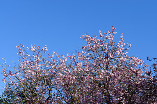 Beautiful cherry blossom sakura flowers blooming from tree branch against blue sky background in spring season in UK. Nature background with copy space.