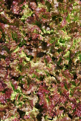 Abstraction in burgundy and green tones, a concept for advertising,