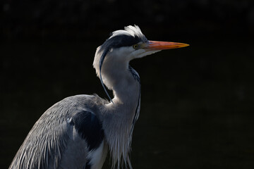 A large bird stands halfway in the water looking for fish to catch and eat. A beautiful animal with...