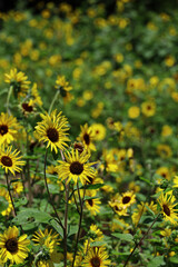Scenery where many sunflowers are in bloom