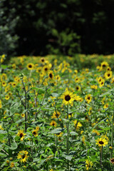 Scenery where many sunflowers are in bloom