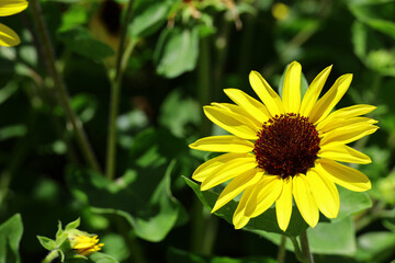 A single sunflower that shines brightly in the sunlight