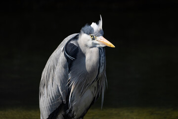 A bird that stands with its legs in the water and observes the surroundings to see if there is anything to eat. A beautiful creature.