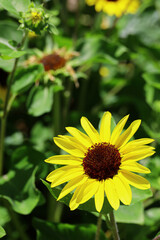 Obraz premium A single sunflower that shines brightly in the sunlight