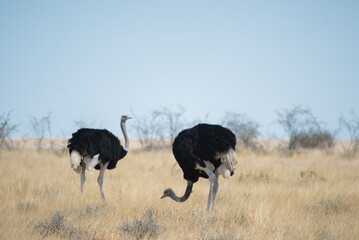 Ostrich bird in the wild. Safari in Africa savannah.