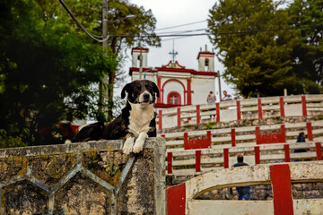 The dog sits near the Church of San Francisco in San Cristobal de las Casas. Mexico