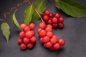 Berry of the five flavors, or Schisandra Chinesis closeup, on black background, nature , health eating
