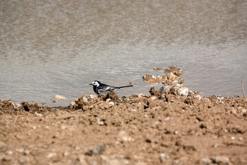 a pied wagtail (Motacilla alba) searching for food in earth by a pool of water