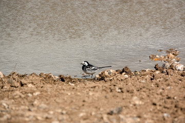a pied wagtail (Motacilla alba) searching for food in earth by a pool of water