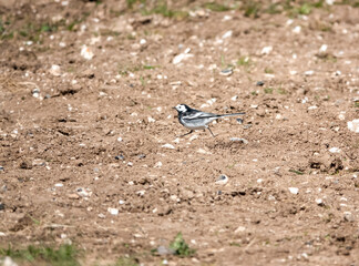 a pied wagtail (Motacilla alba) searching for food in earth by a pool of water