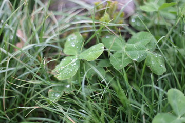 rain drops on a grass
