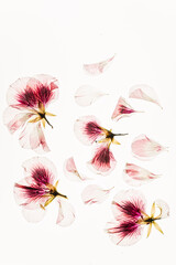 dried flowers on the white background