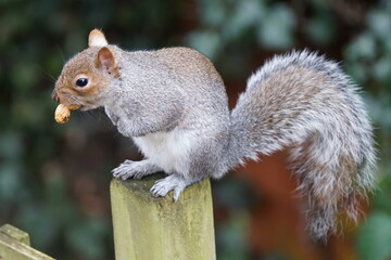 squirrel eating peanut