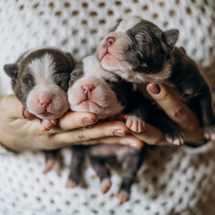 Woman holding three cute little puppies